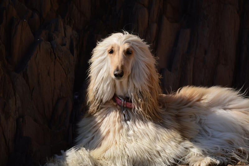 The Afghan hound may be elegant and loving, but it can be a nightmare to train. The American Kennel Club descrives it as "the challenge of training and independent hound" that has a habit of being "aloof". Positive reinforcement (in other words, plenty of treats) is your best chance of getting this breed to sit and stay.