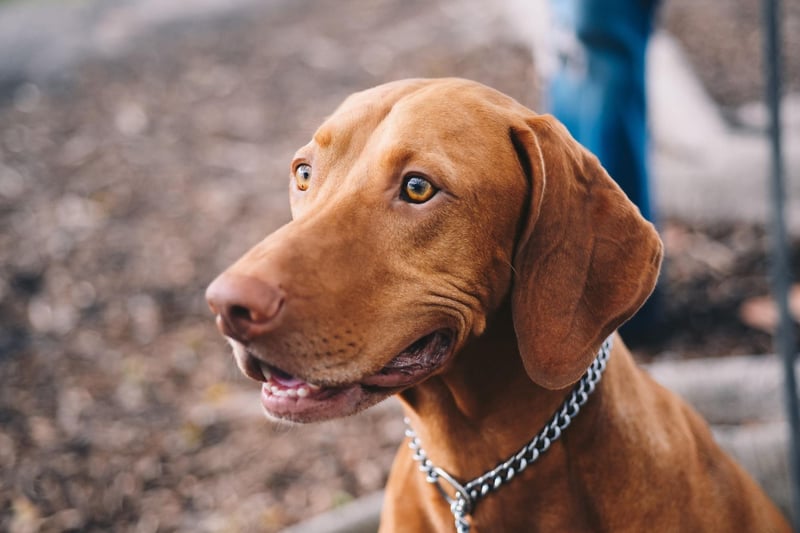 Vizslas have the usual skillset required for guide dogs - being easy to train, sociable, loyal and obendient. They also have the added benefit of being one of the breeds of dog that need the least amout of grooming - a wipe down with a damp cloth is usually all that's needed.