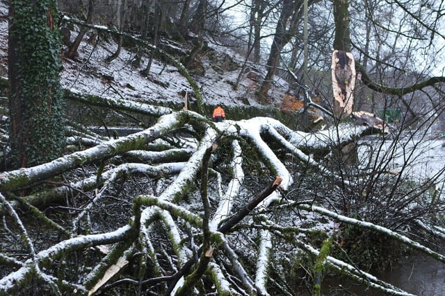 Fallen trees by the A6 in Buxton. Photo - Jason Chadwick