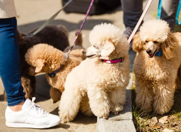 The utility dog group includes a wide range of breeds, including all three sizes of Poodle.