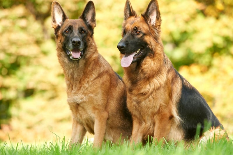 German Shepherds have every attribute required of a military dog, making them the most popular choice for armies around the world. They are strong, agile, loyal, highly trainable and will stay calm in even the most hostile environment.