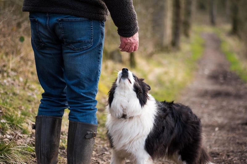 Considering that the intelligent Border Collie has been bred to work incredibly closely with their owner to herd sheep, it's perhaps no surprised that the relationship can be pretty intense from the dog's point of view. Time apart from their owner can lead to this breed becoming destructive.