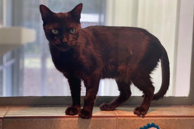 Luna is  a very sweet girl who loves the company of her human pals, and will come to you for cuddles. She is a very chatty girl who will let you know when she wants attention.