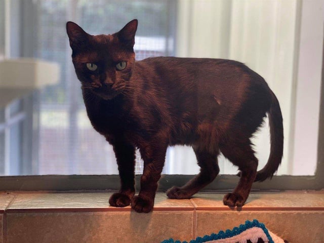 Luna is a very sweet girl who loves the company of her human pals, and will come to you for cuddles. She is a very chatty girl who will let you know when she wants attention.