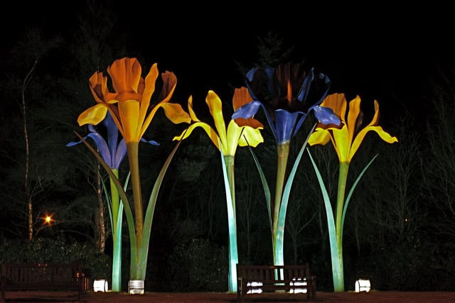 Glenrothes' famous irises which dominate Leslie Roundabout.
They were made by  Malcolm Robertson in 1988 for the town's contribution to Glasgow Garden Festival