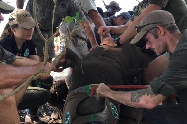 Jamie with his comrades treating a rhino in Malawi.
