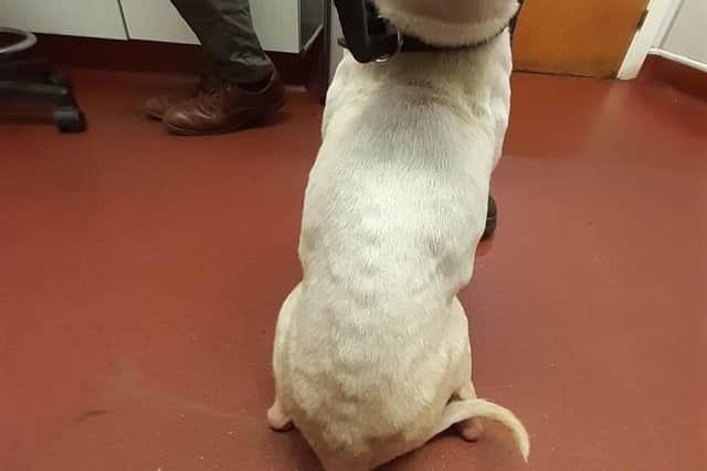 The poor treatment is evident on this dog (Pic: Scottish SPCA)