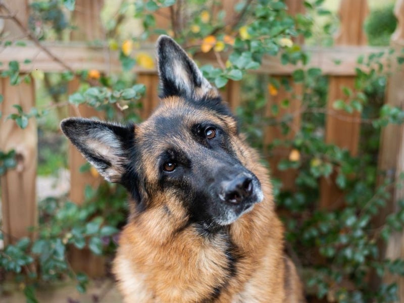 Used for everything from drug detection to sniffing out explosives, the German Shepherd is another breed in the top tier of canine intelligence - understanding a new command after only five repititions and following the command at least 95 per cent of the time.