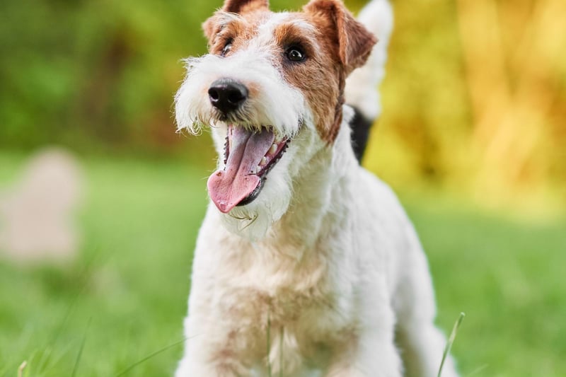 The Wire Fox Terrier is "friendly, forthcoming and fearless with a distinctive wiry coat". This is an energetic and intelligent breed which needs attention and stimulation. Famous Wire Fox Terriers include Snowy from the Adventures of TinTin.