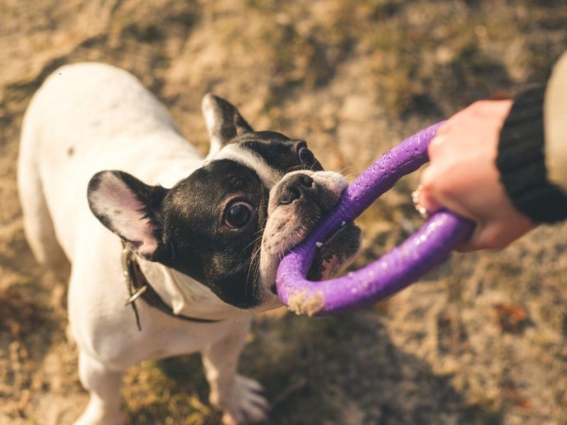 Cheeky and bold, the French Bulldog will not be ignored if it wants to play - which is most of the time. Be careful not to give them too much exercise though, as they are prone to breathing problems.
