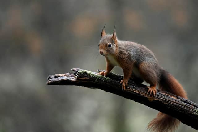 It work alongside landowners and farmers to repair and reconnect fragmented wildlife corridors on the outskirts of the village to extend the habitats and food sources for birds, bats and red squirrels.