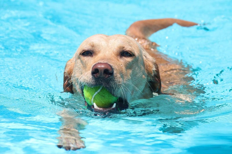 The UK's most popular dog breed, the Labrador Retriever was bred to collect shot wildfowl that often landed in the water, so being a good swimmer was crucial. Today Labs are happy to fetch sticks and balls from water for hours on end.