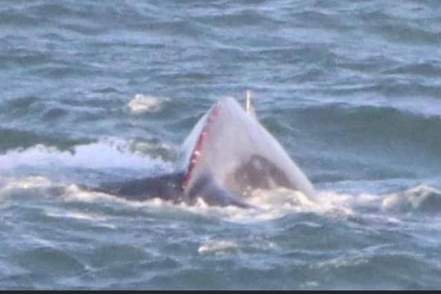 Mr Mackie also captured this shot of the injured humpback.