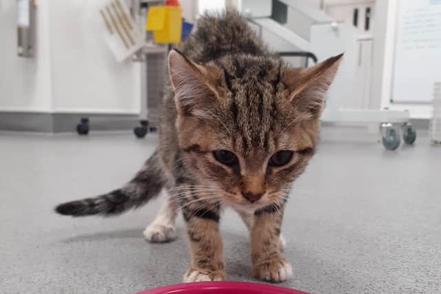One kitten survived the ordeal and is being cared for (Pic: Scottish SPCA)