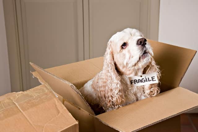 Moving house can be a stressful time for our four-legged friends.