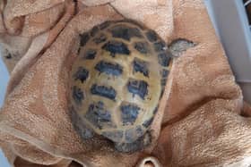 The Scottish SPCA has appealed for information after a tortoise was found abandoned next to the recycling centre at the Halbeath Road Retail Park in Dunfermline.