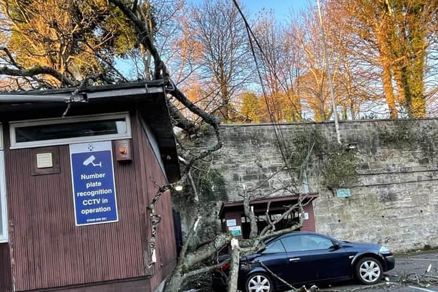 Half of the tree landed on the nursery owner's car.