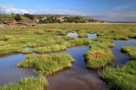 This is what a typical salt marsh looks like (Pic: Pixabay)
