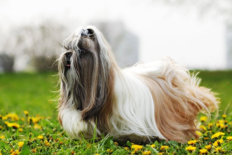 Like many dogs on this list the mix of a short muzzle and tiny legs cause issues for the Shih Tzu in the water. Their luxuriant long coat can also drag them down when submerged, as well as covering their face making breathing even more difficult.
