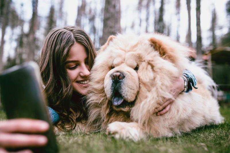 Chow Chows are a very mild-tempered dog, but are another dog described by the American Kennel Club as "aloof". So they'll always be very pleasant about ignoring every word you say.