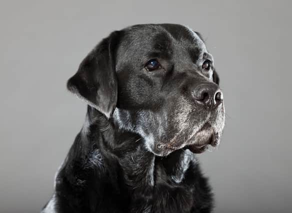 These are the remarkable dogs that have lived the longest lives.