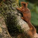 The first identified death of a red squirrel from squirrelpox virus north of Scotland’s central belt has been confirmed in Fife  (Photo by Jeff J Mitchell/Getty Images)