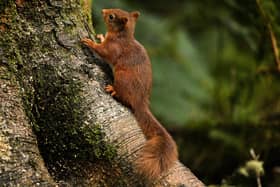 The first identified death of a red squirrel from squirrelpox virus north of Scotland’s central belt has been confirmed in Fife  (Photo by Jeff J Mitchell/Getty Images)