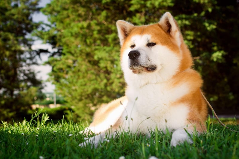 The Akita's ancestors were used for hunting bear, wild boar and deer in the snowy mountains of Japan, as well as for dog fighting. Today they are mainly used as companion dogs, therapy dogs and personal protection dogs.
