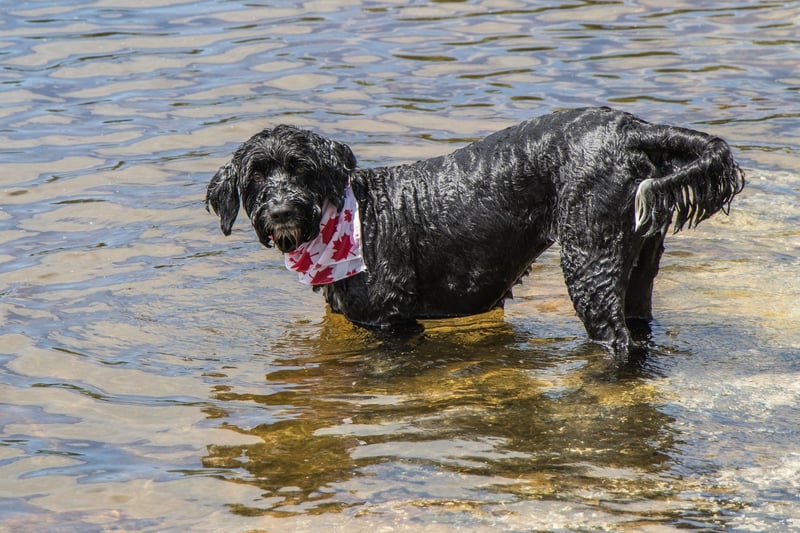 Another breed that has webbed feet perfect for swimming, the Portuguese Water Dog was used by fishermen to herd fish into nets and collect lost equipment from the sea.