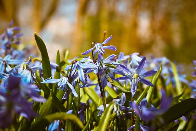 Bluebells are in full bloom in Fife gardens