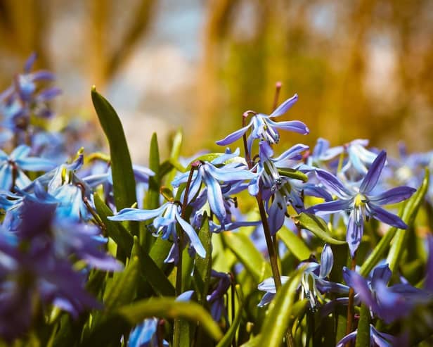 Bluebells are in full bloom in Fife gardens