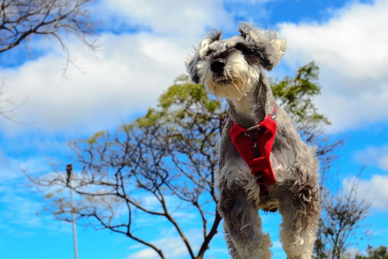 Mabel is popular enough to land seventh spot for Miniature Schnauzer names. It's a great Biblical name for the adorable dog - meaning 'lovable and dear'.