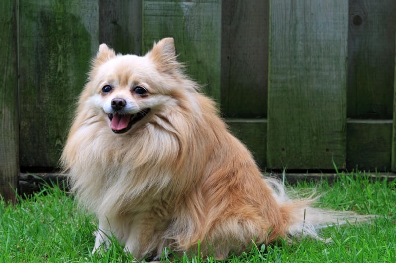 The Pomeranian has the worst combination possible for warm weather - a short muzzle and a thick coat. Make sure they always have plenty of water available to keep hydrated during warm spells.