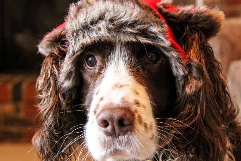 Completing our top ten most popular puppy names for adorable Springer Spaniels is Barney. It comes from the Slavic name Barnim, meaning 'defender'.