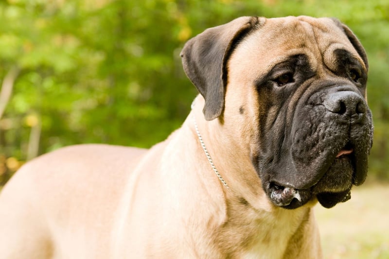 Originally used by gamekeepers to tackle and pin down poachers, the Bullmastiff has retained the fearless instinct to tackle those who are doing harm. As long as they are properly socialised and trained they can also be affectionate family pets.