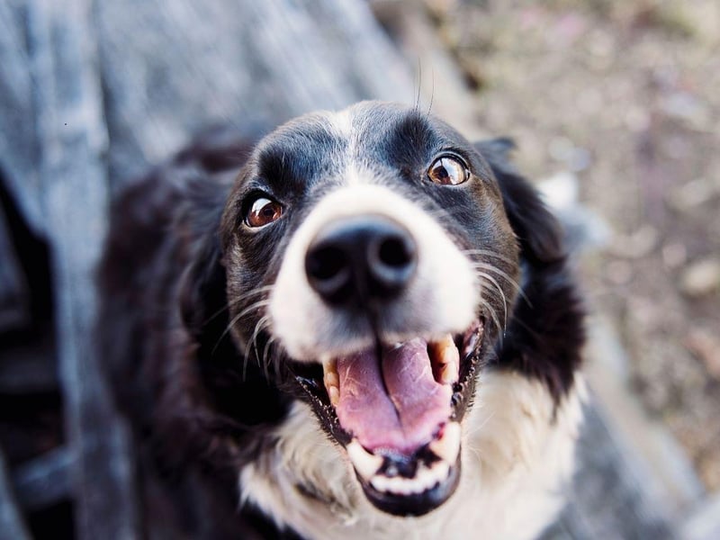 Starting with the canine masterminds and the Border Collie, which is the undisputed top dog when it comes to intelligence. Commonly utilised to herd sheep, that's just the tip of the iceberg when it comes to their intellect. They can learn a huge number of words and commands, and can turn their paw to a wide range of jobs and tasks. |