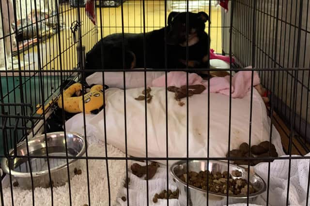 The image of the dog in a small crate surrounded by faeces has been widely shared.