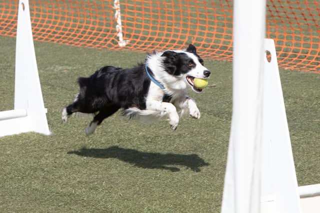Kirkcaldy Flyball, a collie going full speed. Pic: Derek Young.