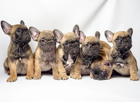 How much do you know about the French Bulldog?