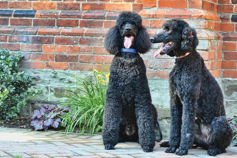 The second Crufts quadruple winner is the Standard Poodle - the largest of the three individual Poodle breeds. With their immaculately-groomed coats, Poodles are perhaps many people's idea of a perfect show dog.