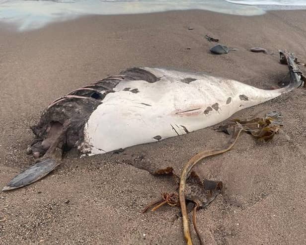 The mammal was washed up on Kirkcaldy beach (Pic: Fife Jammer Locations)