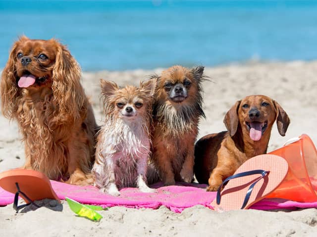 Most dogs love a trip to the beach - but owners need to make sure that they stay safe on the sand.