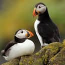Atlantic puffins on the Isle of May (Pic: Lorne Gill/NatureScot)
