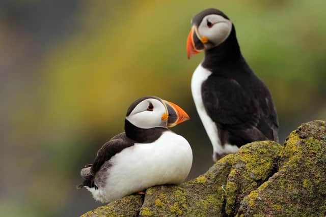 Atlantic puffins on the Isle of May (Pic: Lorne Gill/NatureScot)