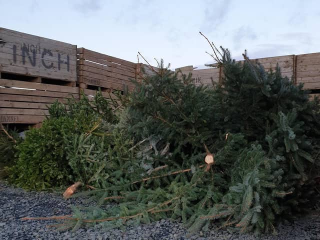 Bowhouse is offering the free tree recycling service