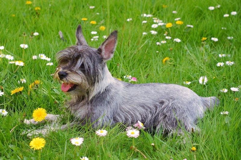 Hugo is the ninth most popular name with Schnauzer owners. It's a Germanic name meaning 'mind'.