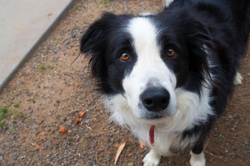 The Border Collie is the undisputed top dog when it comes to intelligence. Commonly utilised to herd sheep, that's just the tip of the iceberg when it comes to their intellect. They can learn a huge number of words and commands, and can turn their paw to a wide range of jobs and tasks.
