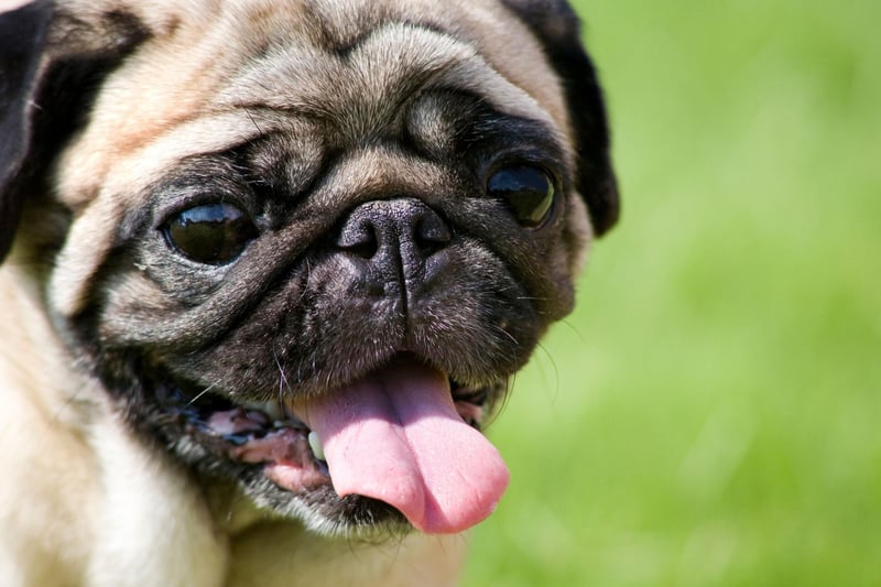 A thick coat isn't a problem for the tiny Pug, but its flat face is, while a tendency to pile on the pounds makes them particularly prone to heat stroke.