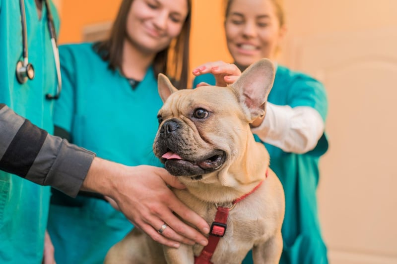 Selective breeding has made the French Bulldog susceptible to a variety of physical conditions, including hip dysplasia. Responsible breeders will do all they can to better the bloodlines of their breeds, making their puppies less likely to develop problems.