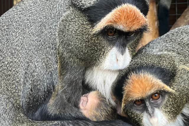 Fife Zoo welcomed the baby monkey earlier this month (Pic: Fife Zoo)